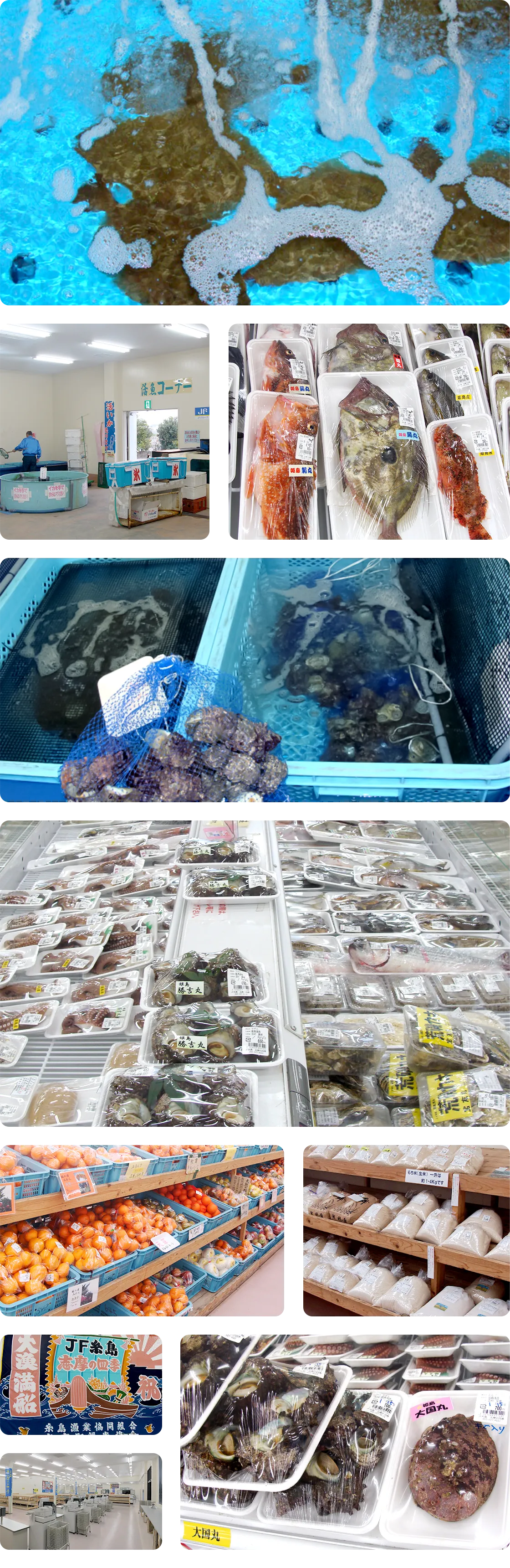 志摩の四季流れる画像