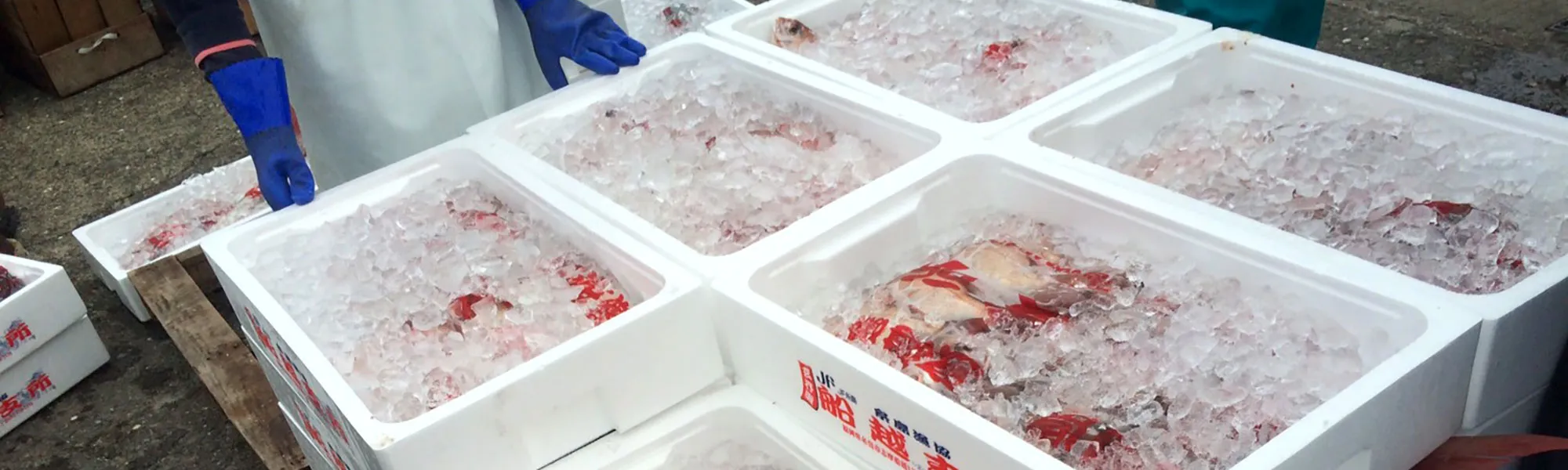 糸島ブランドを代表する海産物